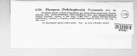 Ephelina phyteumatis image